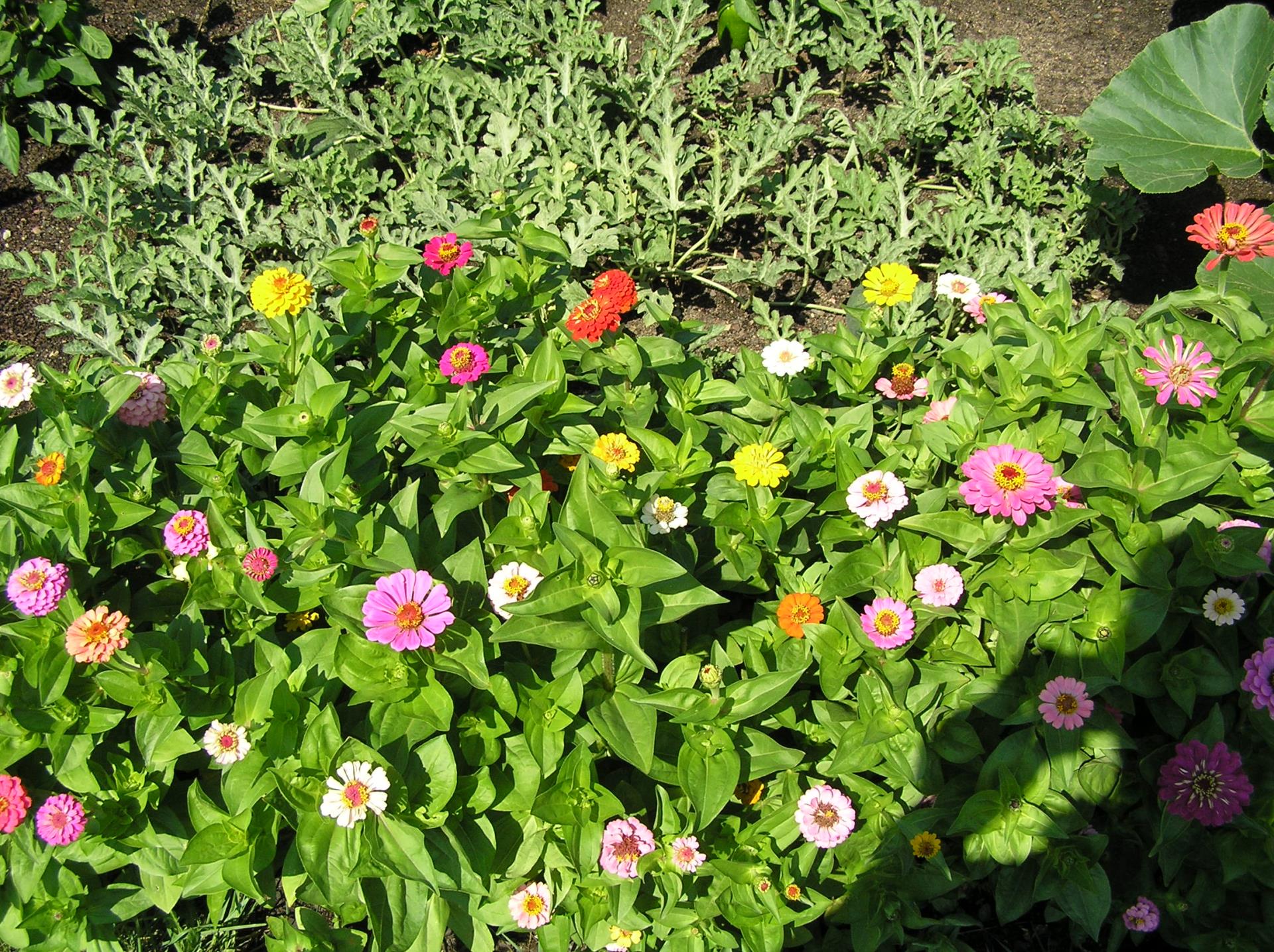 Community Garden